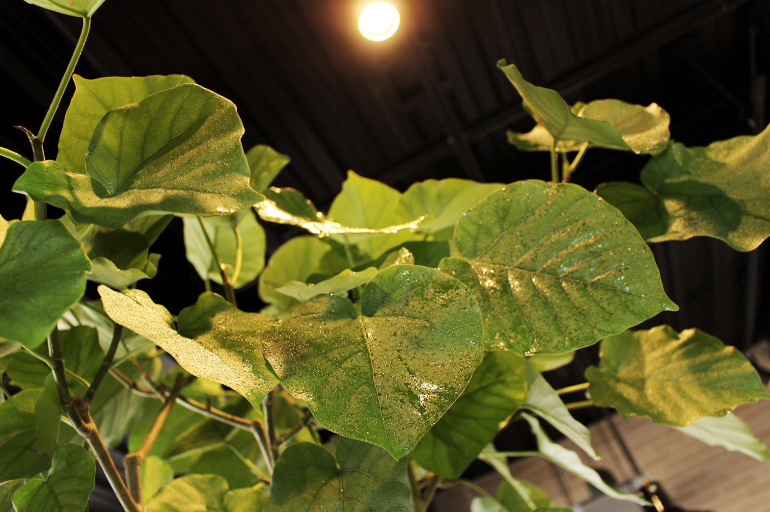 お花屋さんが教えてくれた　観葉植物のコツ